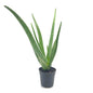 Organic Aloe Vera Pot Malaysia