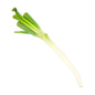 Organic Japanese leek (negi 葱) Bunching Onion 100g Malaysia