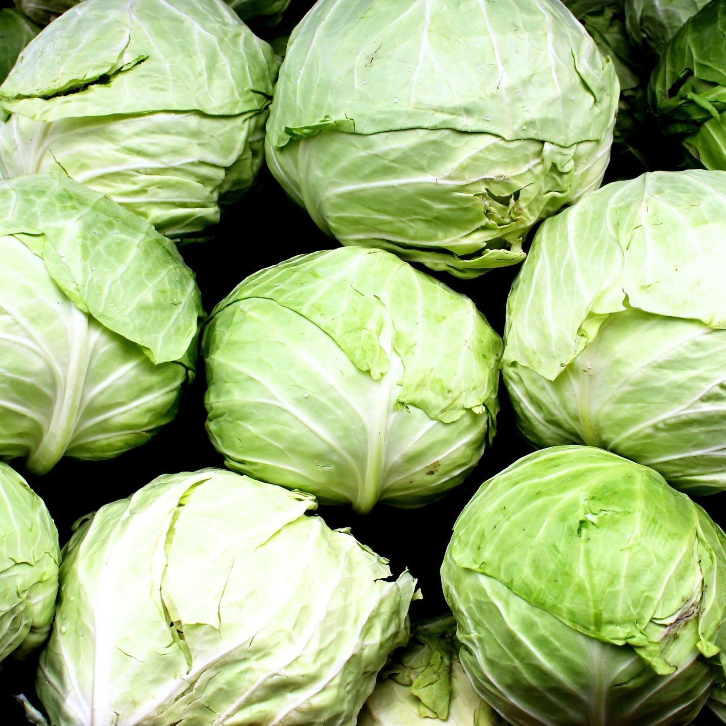 Organic Cabbage Box 3kg