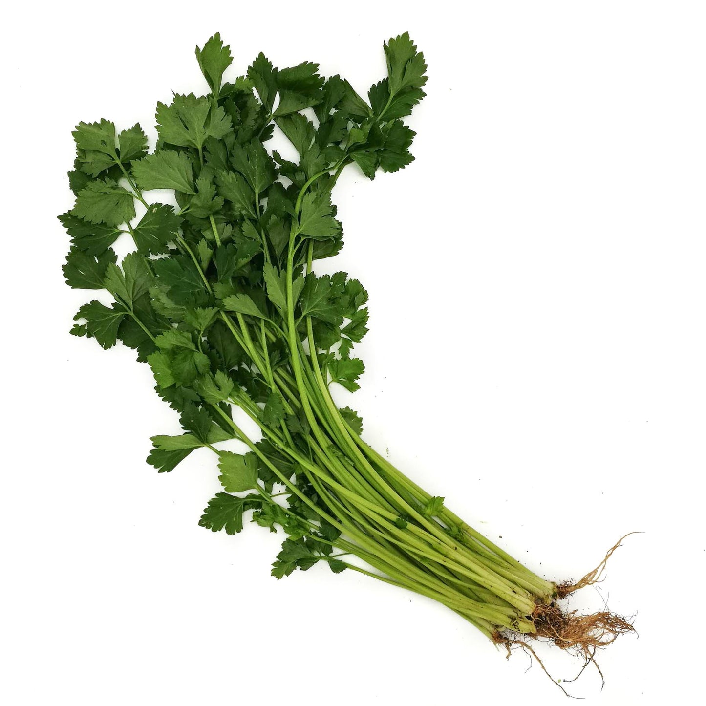 Organic Chinese Celery 80g Malaysia