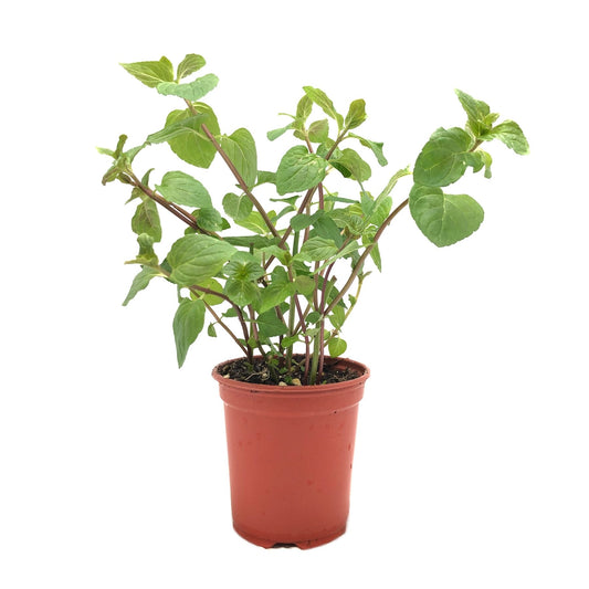 Organic Chocolate Mint Pot Belgium