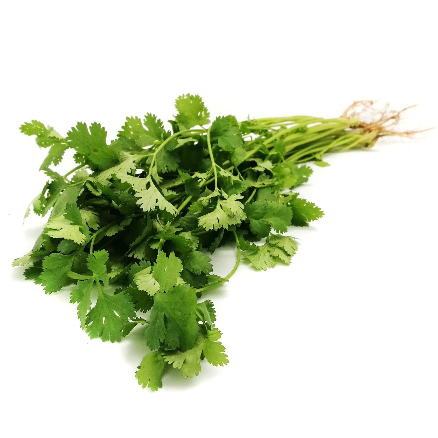 Organic Coriander 35g Thailand/Malaysia