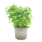 Organic Celery Pot Belgium