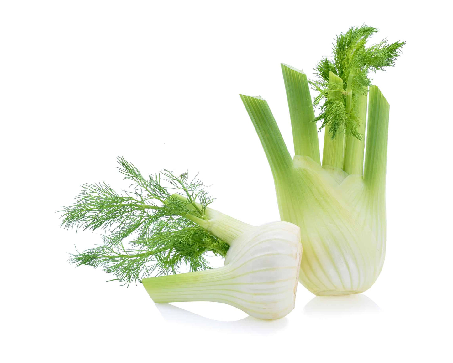 Organic Fennel 170g malaysia