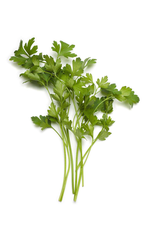 Organic Italian Parsley 20g Europe