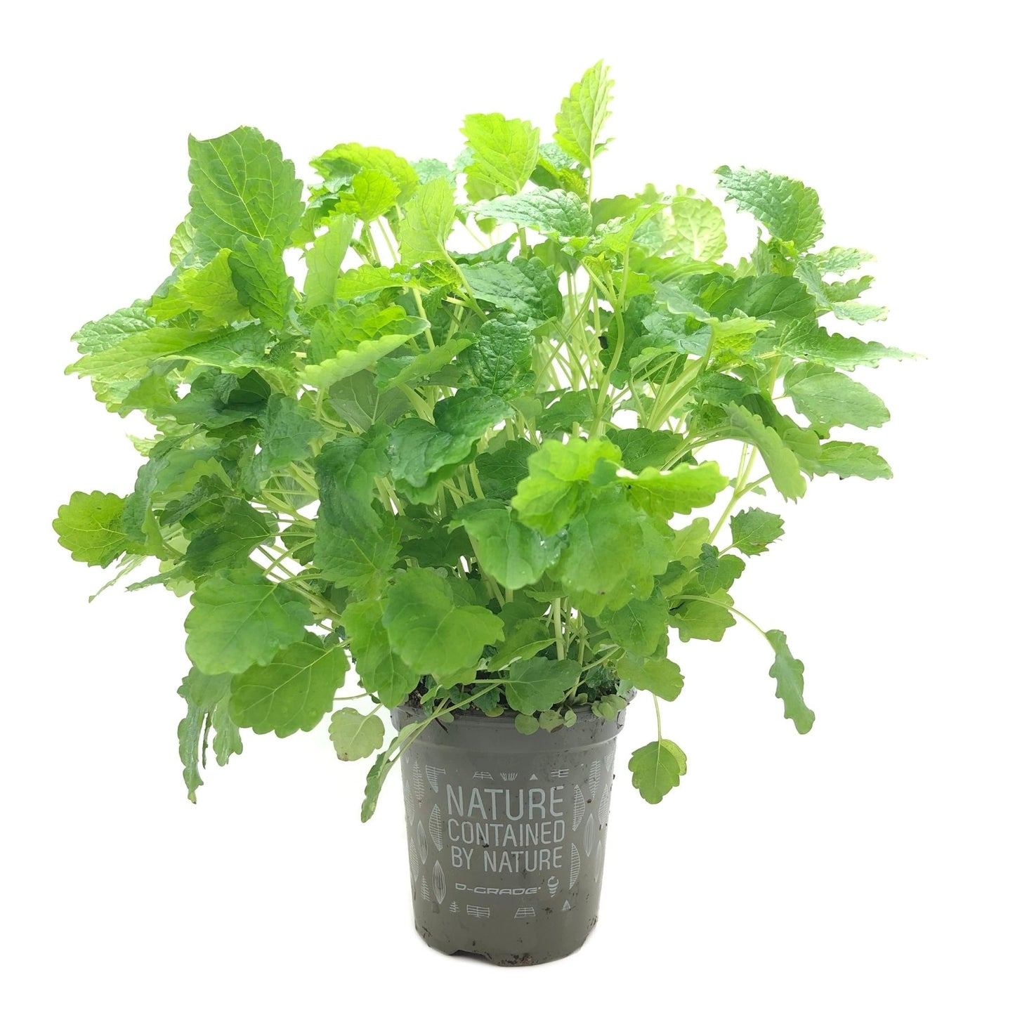 Organic Lemon Balm Pot Belgium