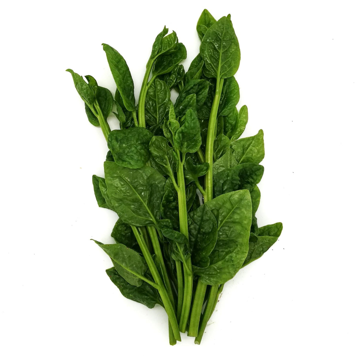 Organic New Zealand Spinach 220g Malaysia