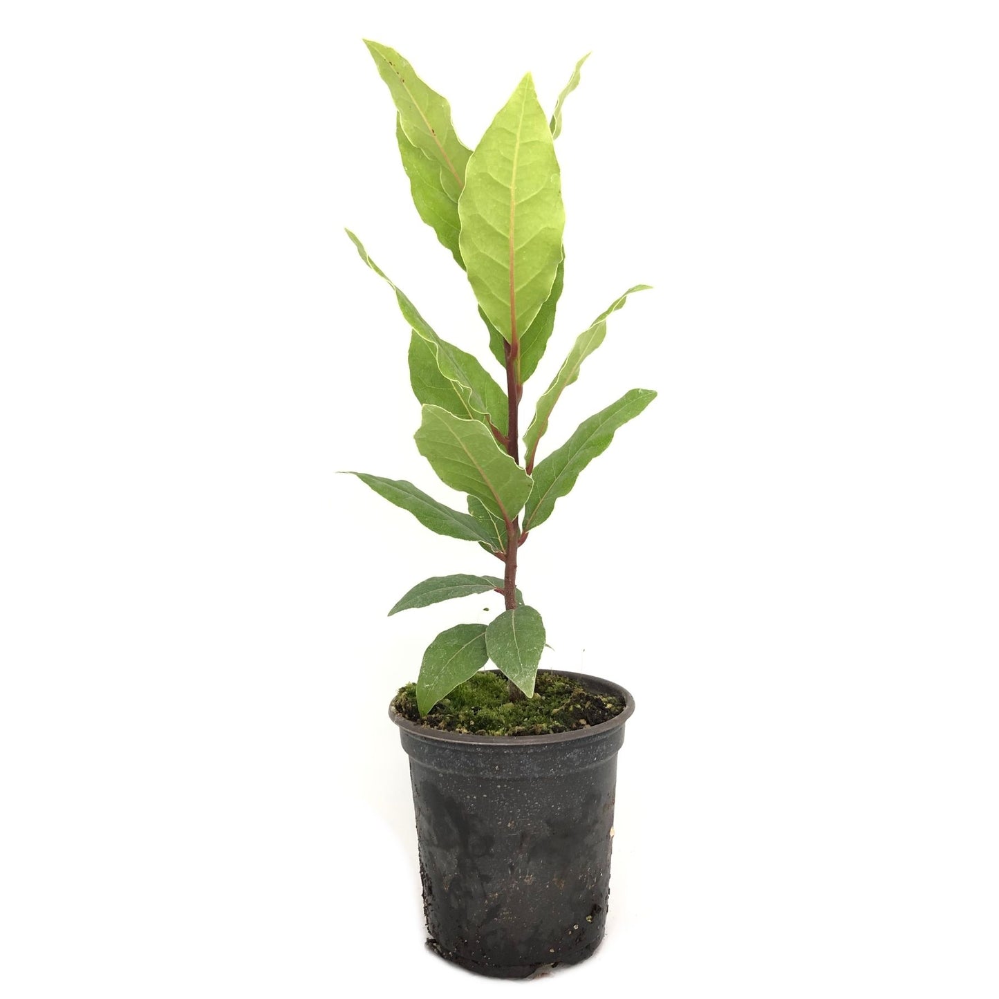 Organic Bay Leaves Pot Belgium