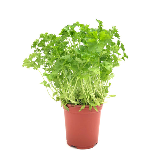 Organic Coriander Pot Malaysia