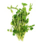 Organic Pea Sprouts 100g Malaysia