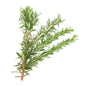 Organic Herbs Rosemary 20g Europe