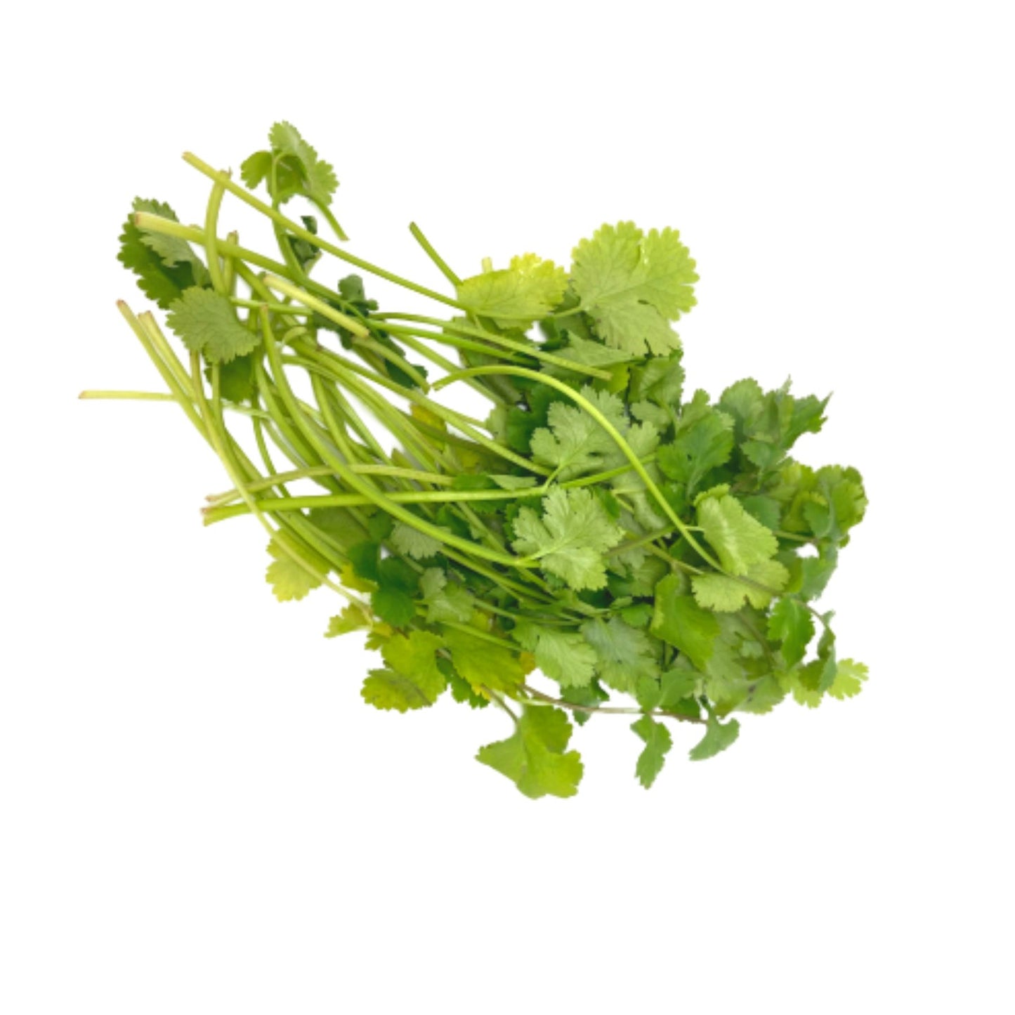 Organic Herbs Coriander cut 20g Europe