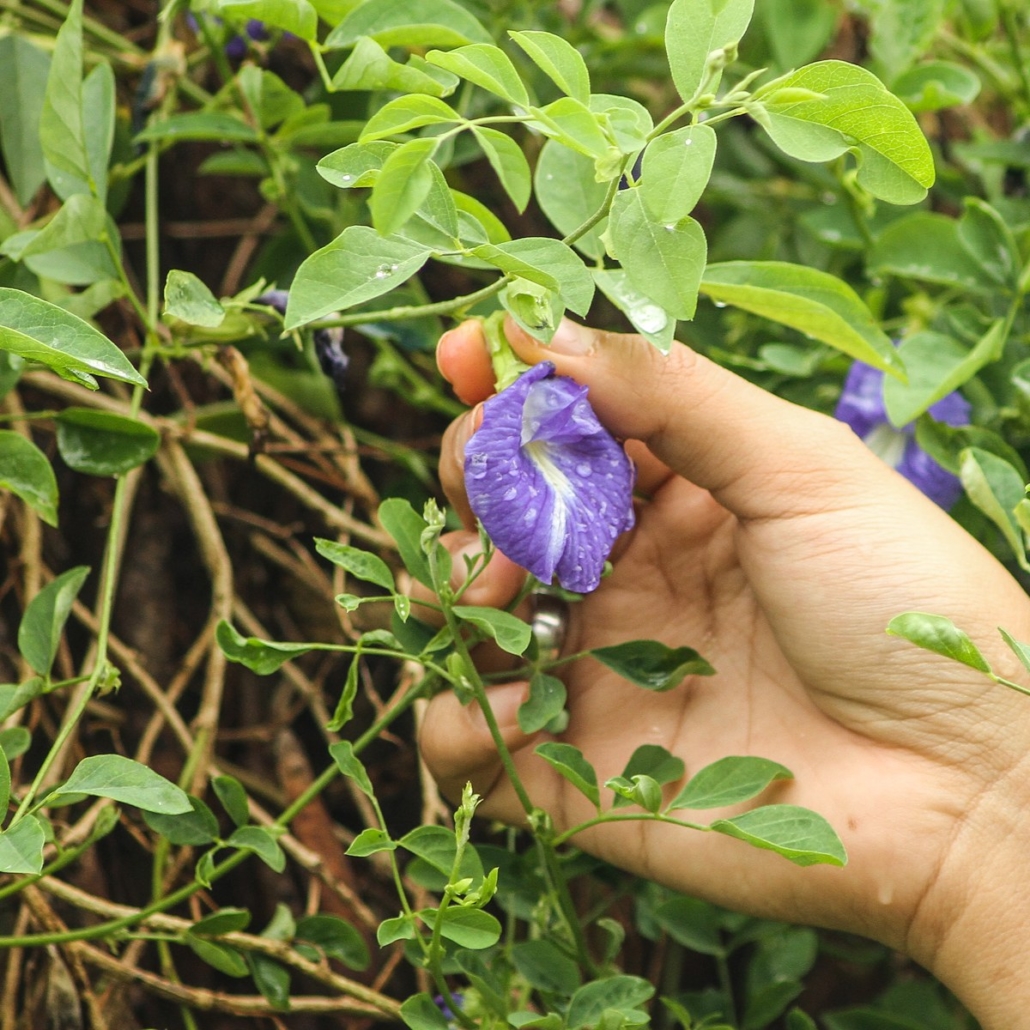 Zenxin Organic Park