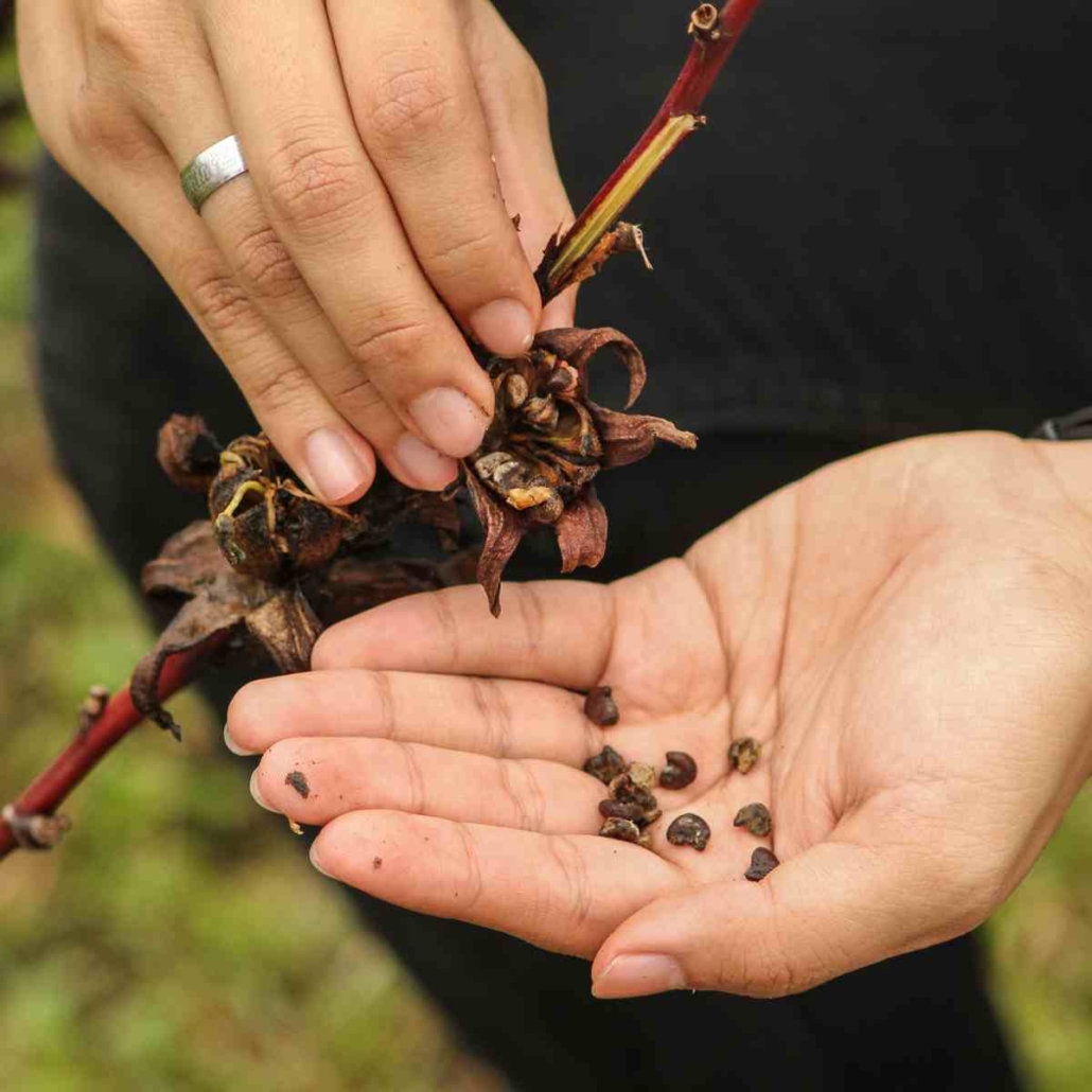 Zenxin Organic Park